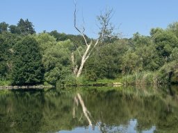 Mainschwimmen Juni 2026